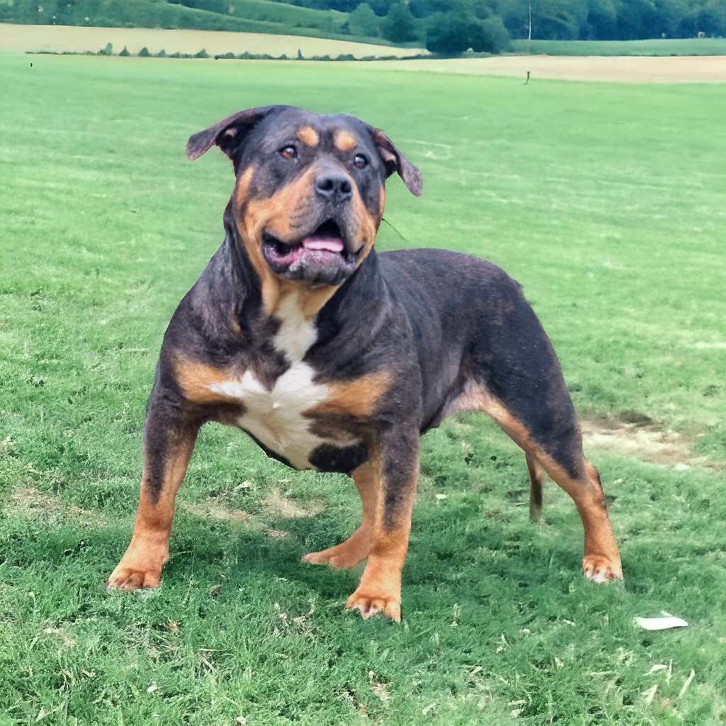 Dog Featured Image