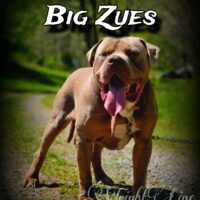 Probulls Big Zues of W.L.K