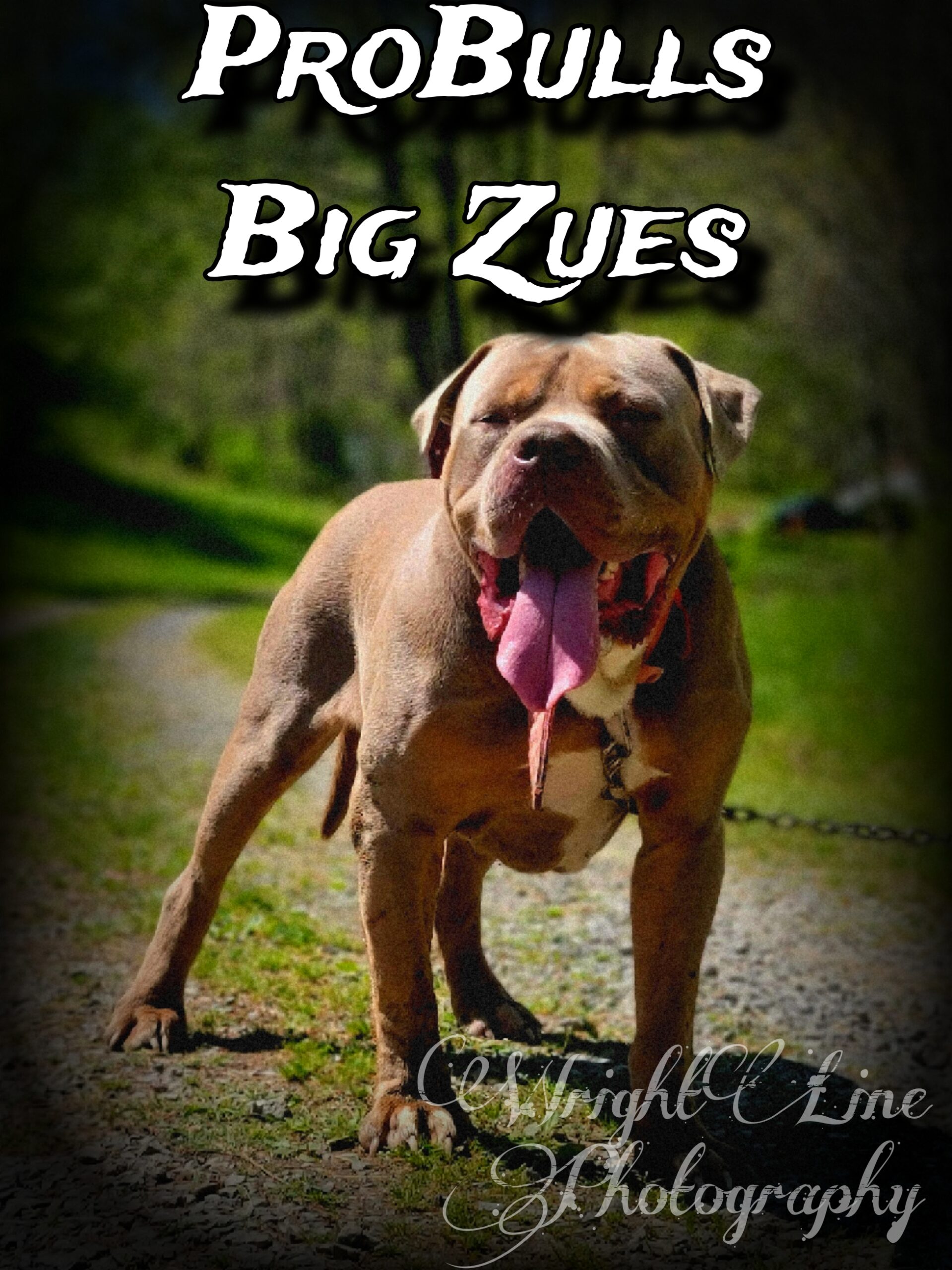 Dog Featured Image