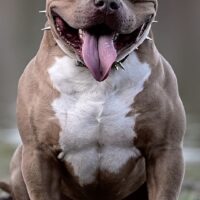 Kastle Kennels Tank Davis