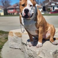 Retro Ray XL Bully