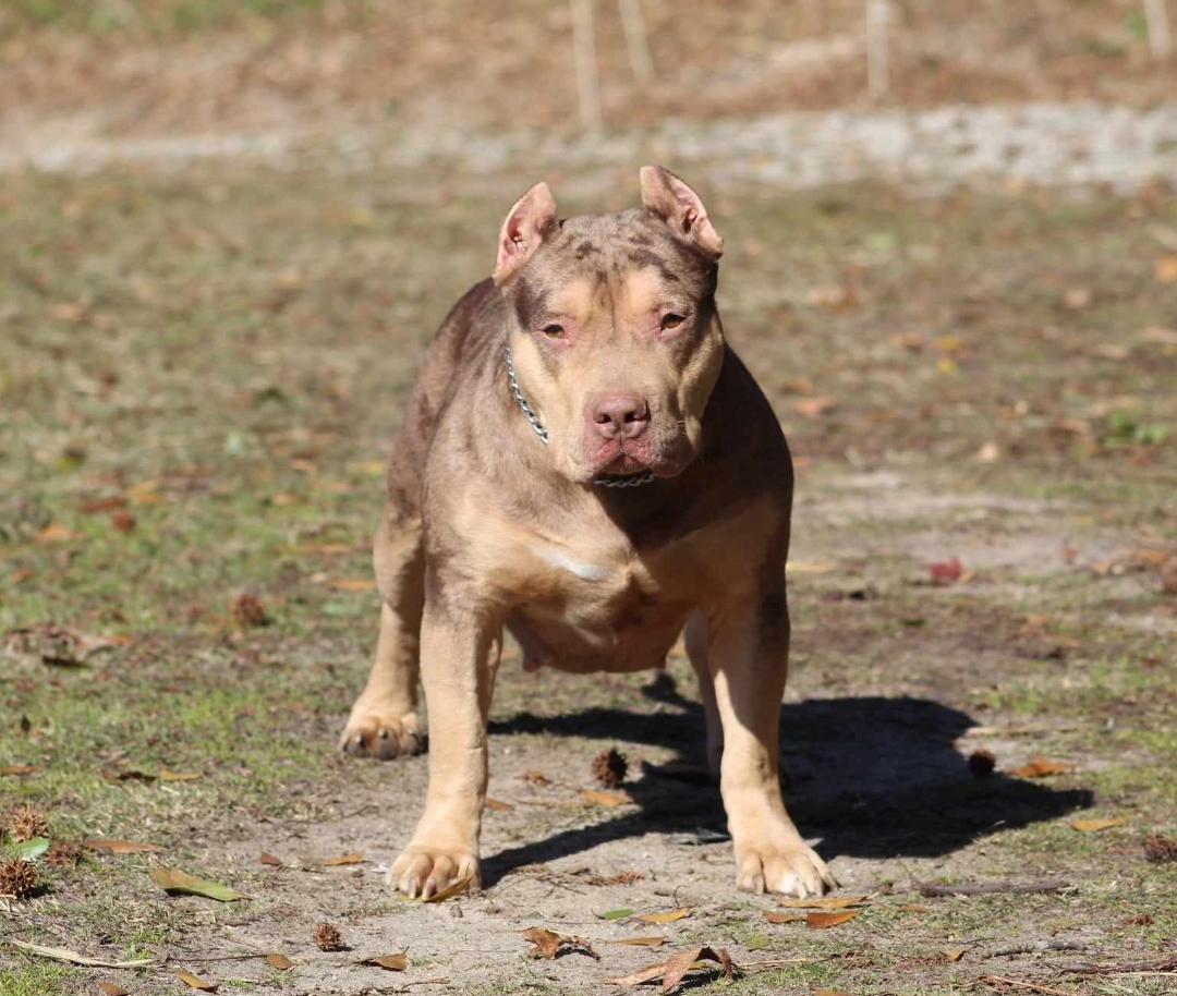Dog Featured Image