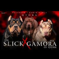 SSK Slick xXx SSK Gamora
