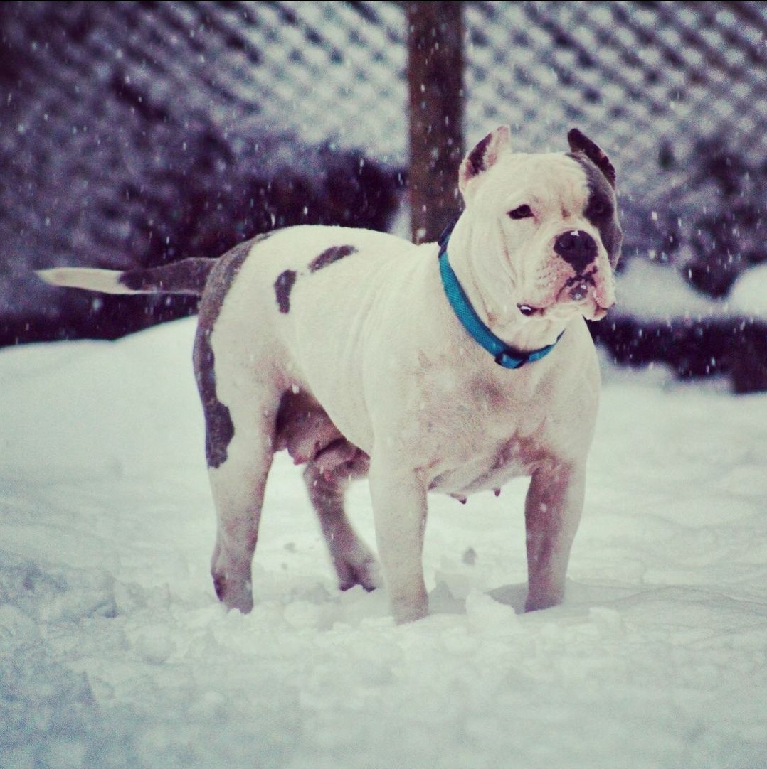 Dog Featured Image
