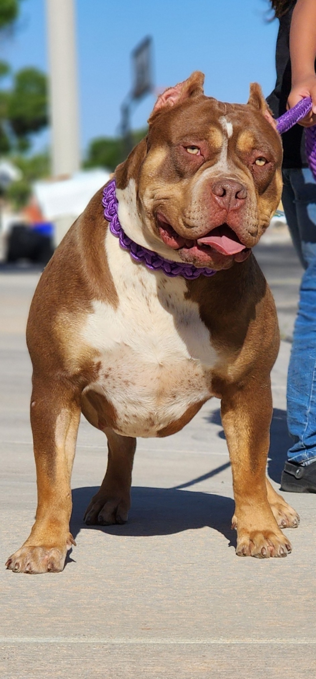 Dog Featured Image