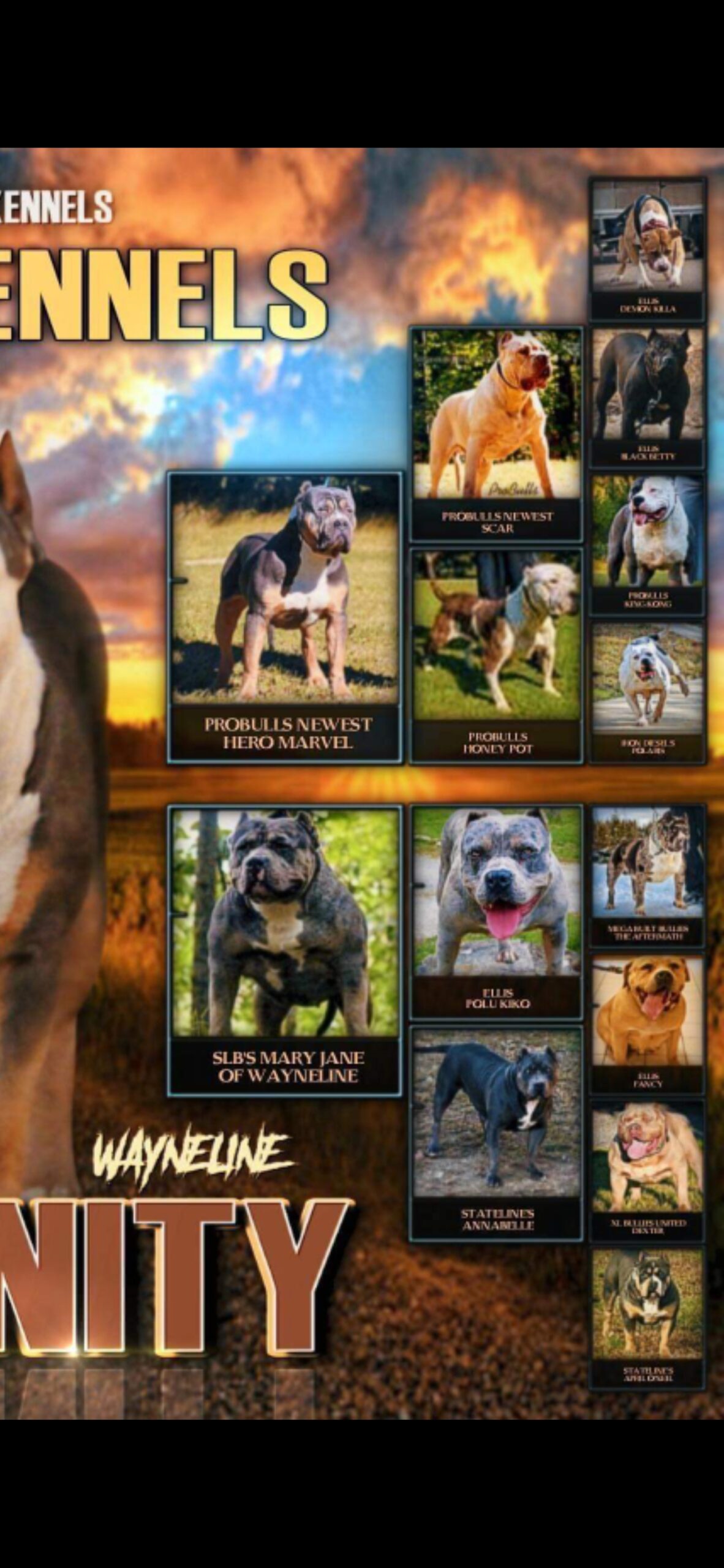 Dog Featured Image
