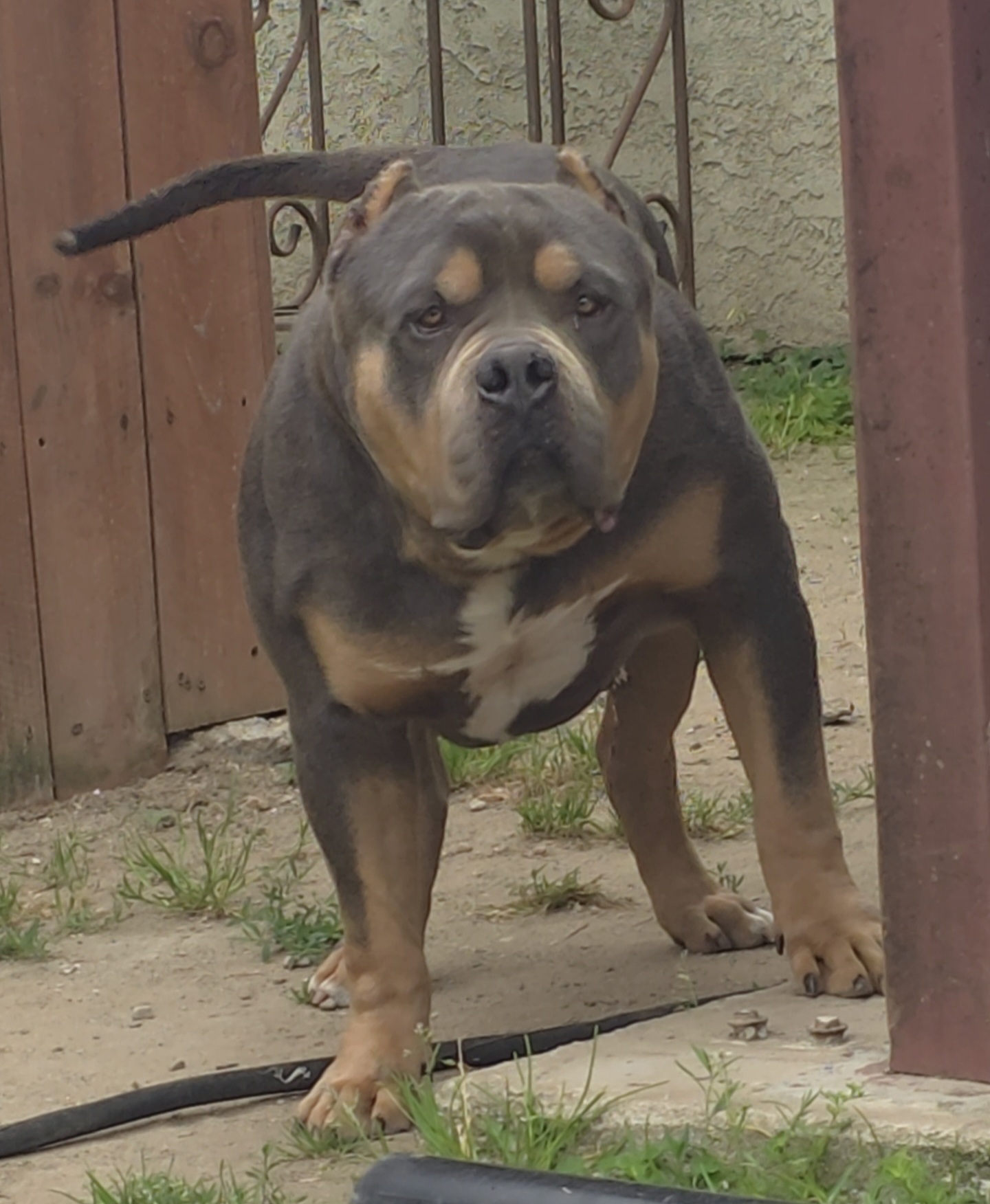 Dog Featured Image