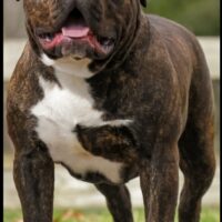 Tiger King aka Lenny the Bull