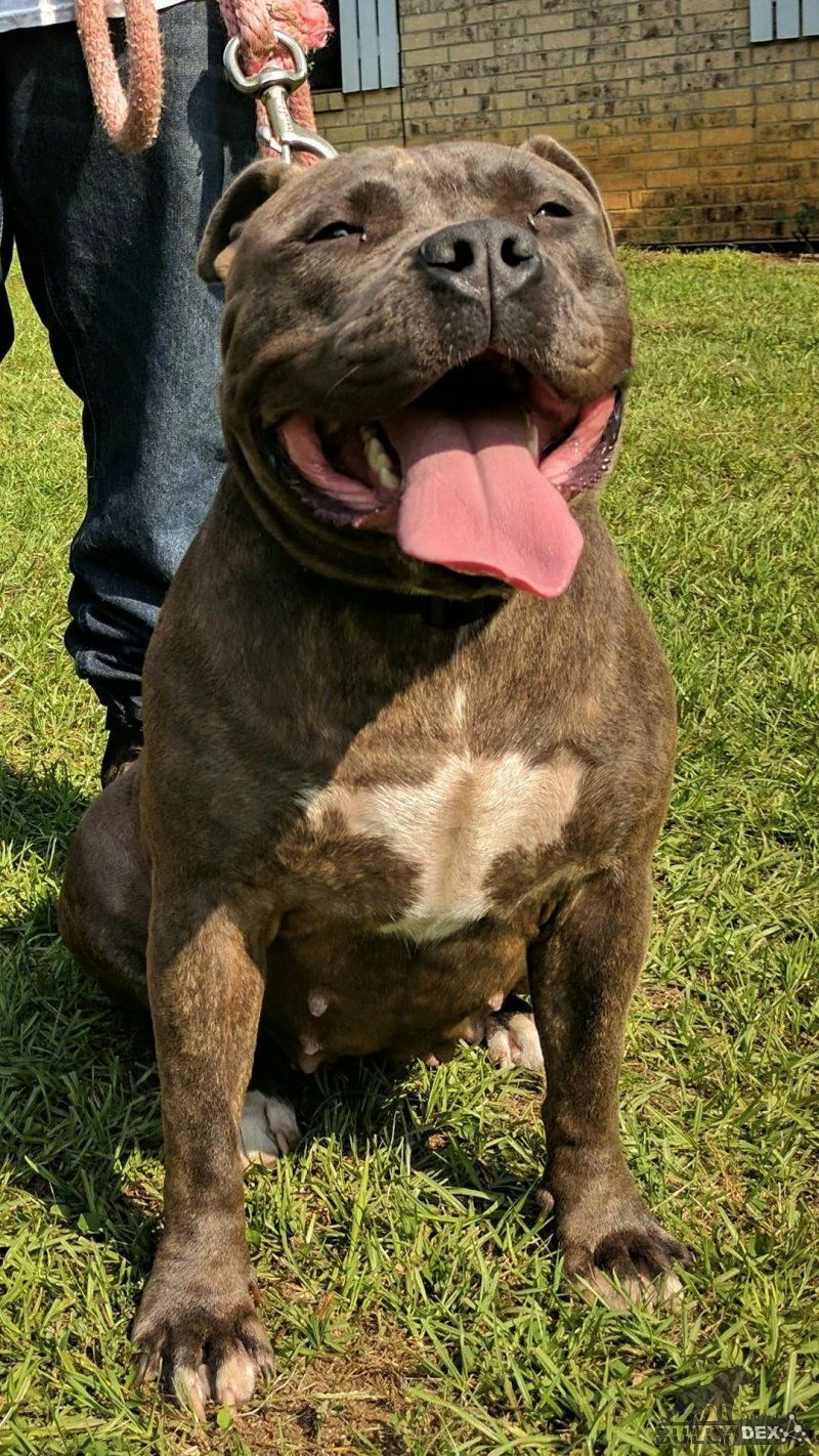 Dog Featured Image