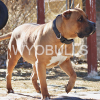 FBBK NOVA OF WYOBULLS