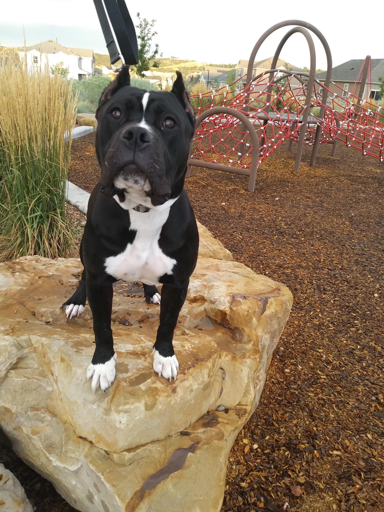 Dog Featured Image