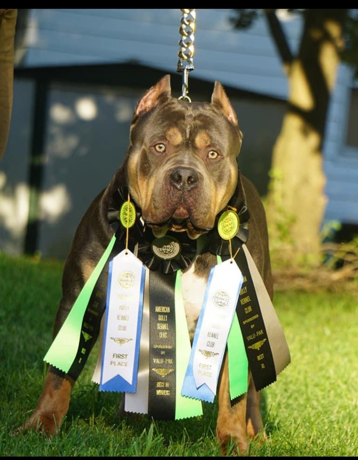 Dog Featured Image