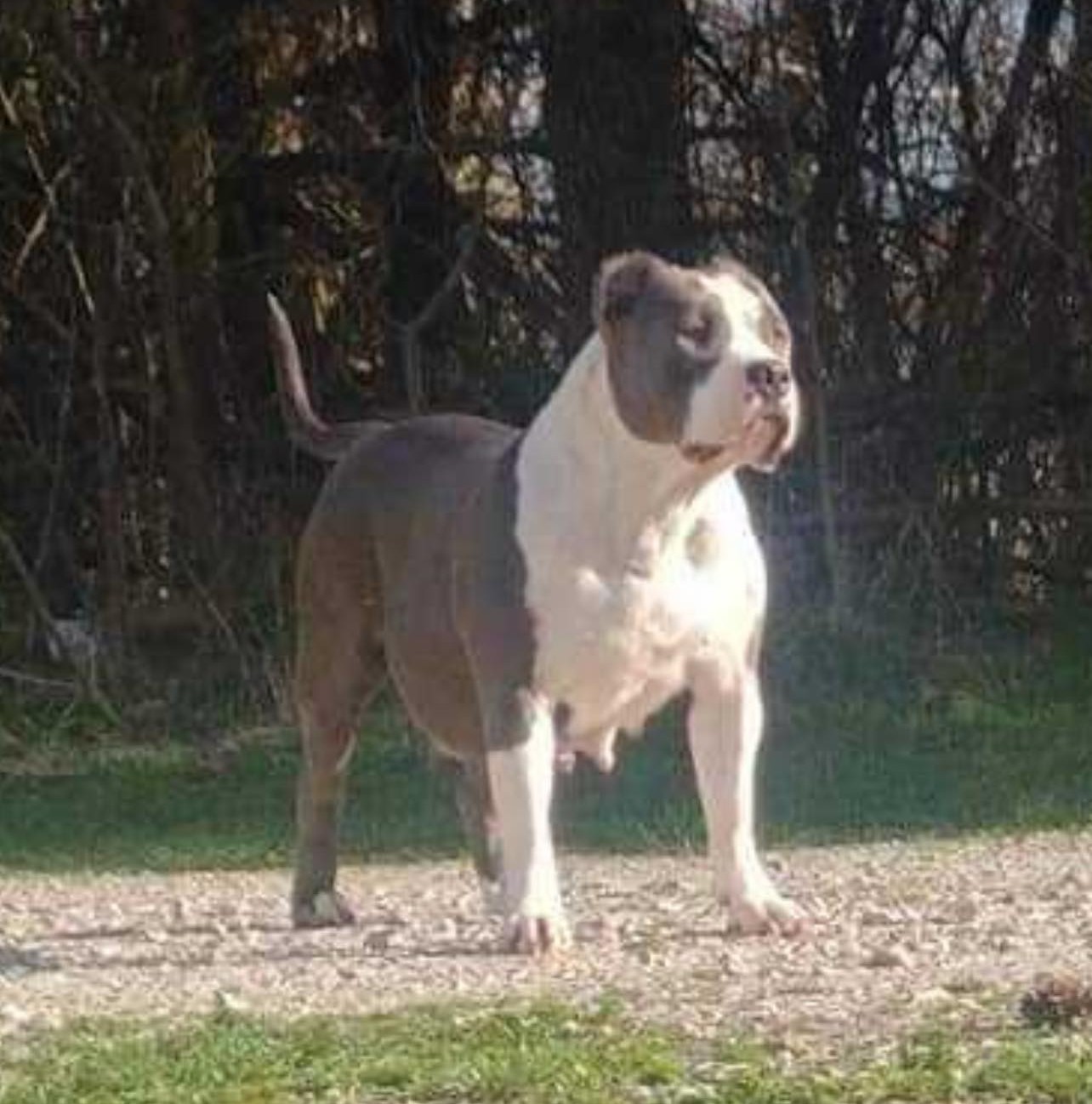 Dog Featured Image
