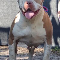 Probulls Birdie
