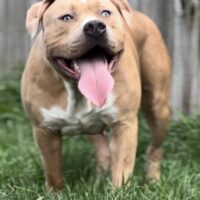CVB Nova the bad bitxh of PrinceJbullies