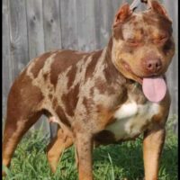 MooreBoy’s kennel Ms.Hyena