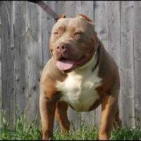 MooreBoy’s kennel Mr.Savage