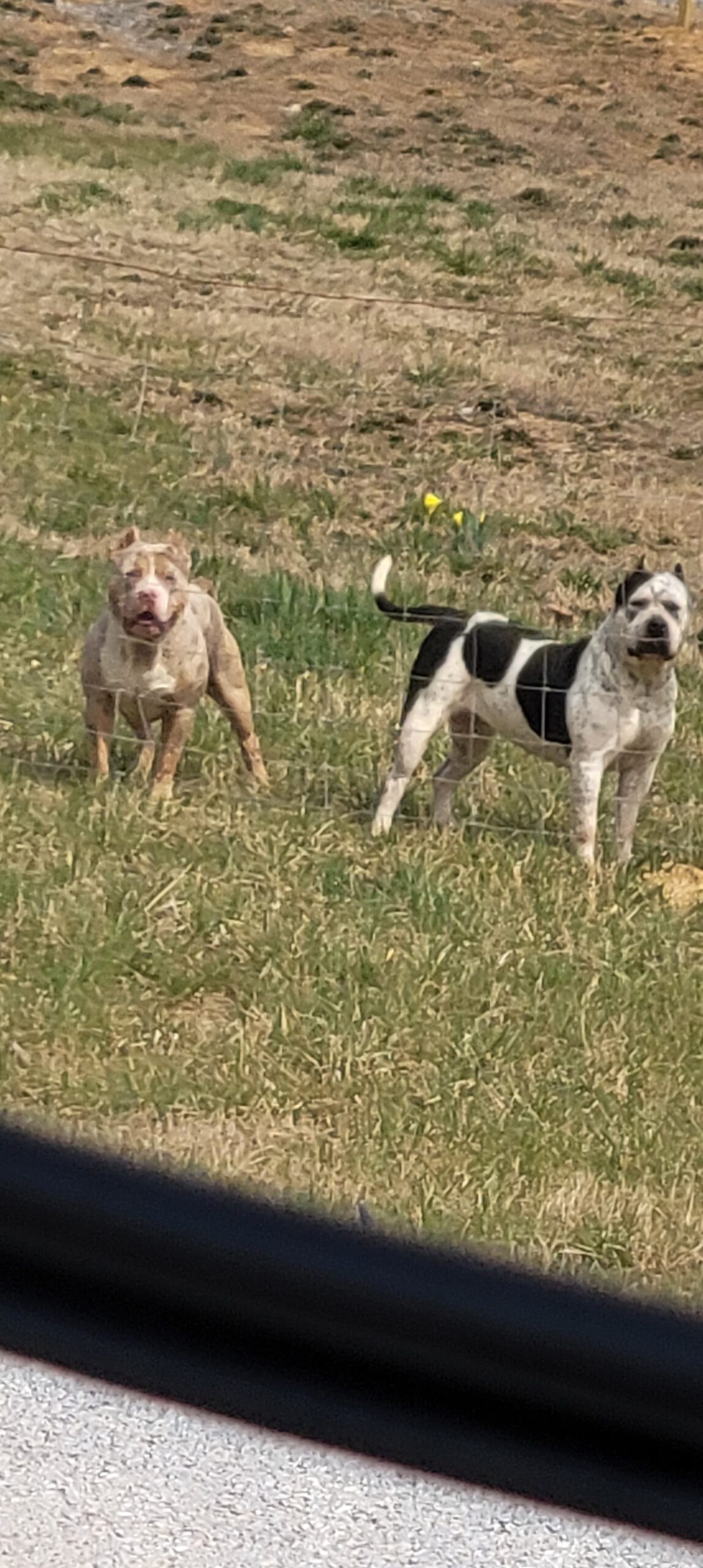 Dog Featured Image