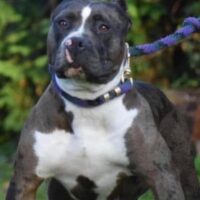 MooreBoy’s kennel Miss Dreka