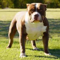 Dog Featured Image