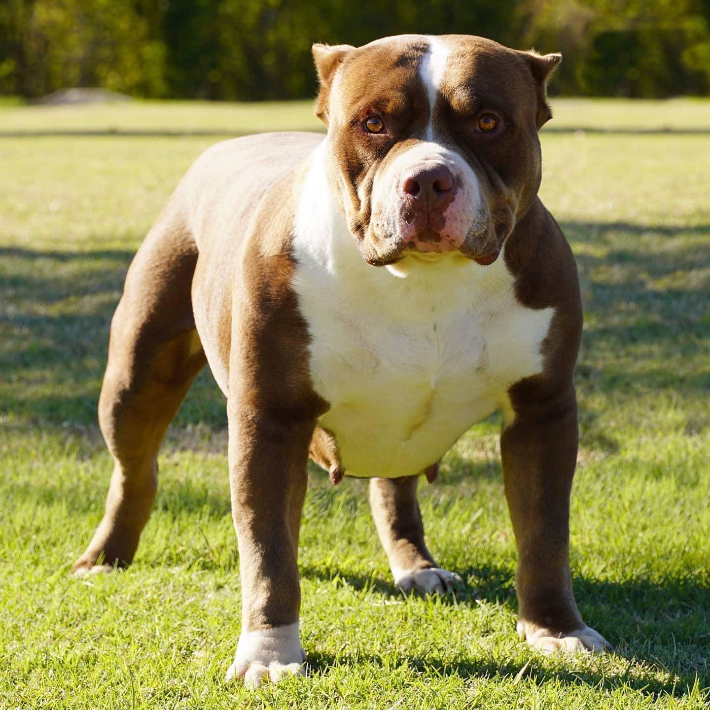 Dog Featured Image