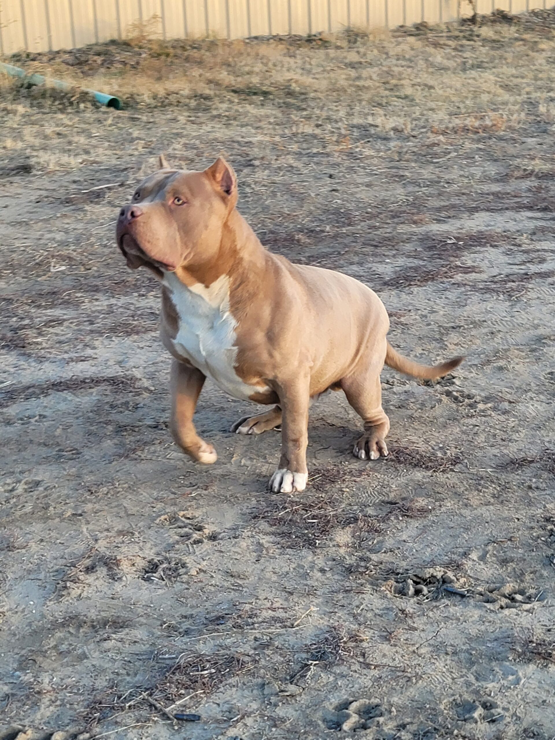 Dog Featured Image