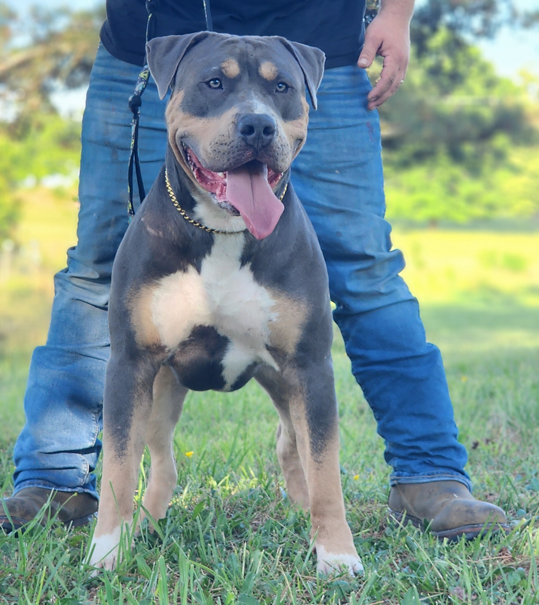 Dog Featured Image