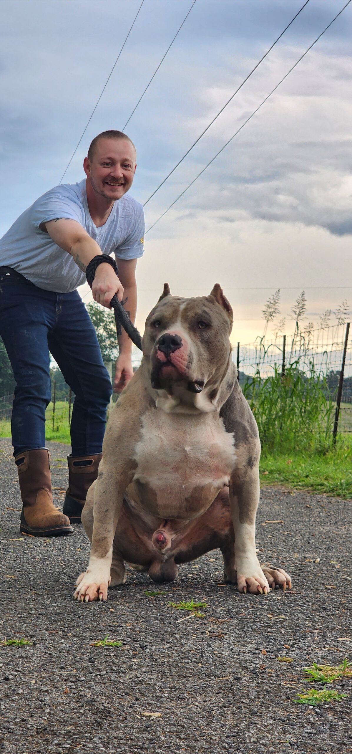 Dog Featured Image