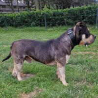 Dutch muscle bullies jack daniels
