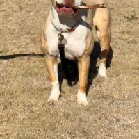 WTHLB Athena of McGlothlin Muscle