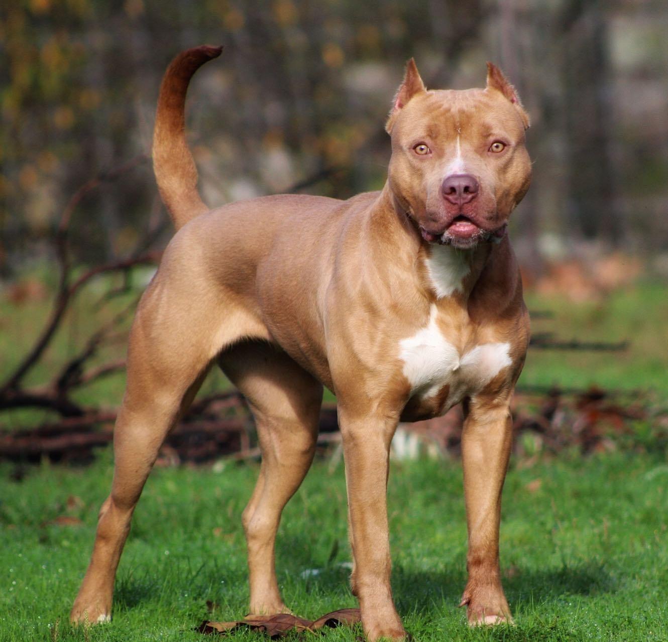 Dog Featured Image