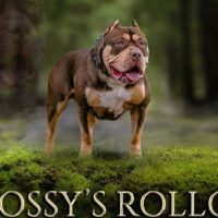 BOSSY’S ROLO