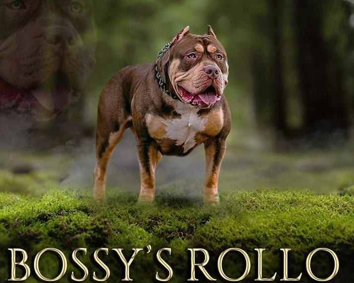 Dog Featured Image