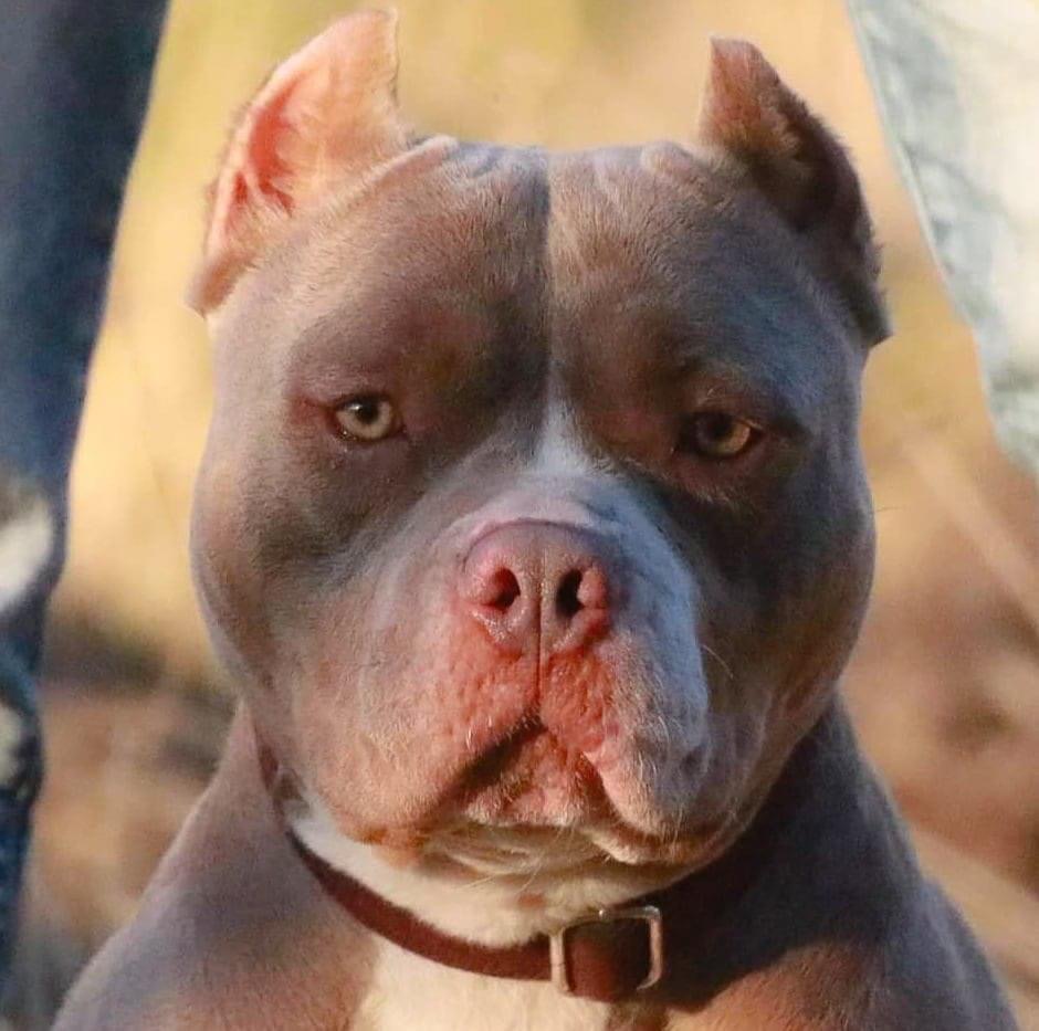 Dog Featured Image