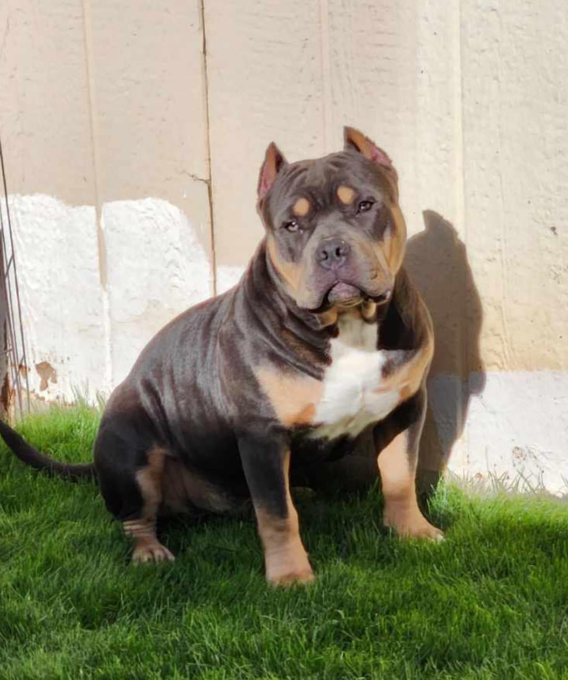 Dog Featured Image