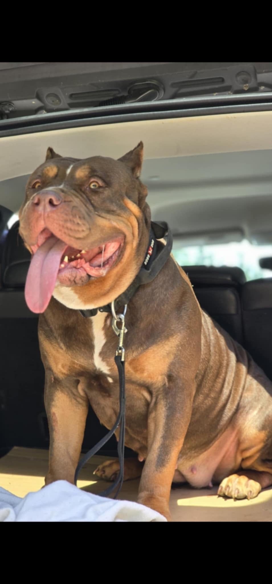 Dog Featured Image