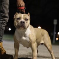 Bullyhood Princess