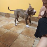 Bossy’s Remi