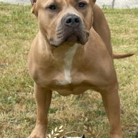 Rousey Roo