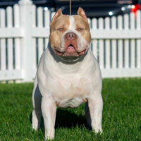 CH Mr Biggs