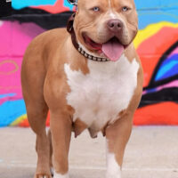 Loyal Armored Bullyz Nala
