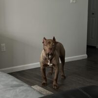 Grizz