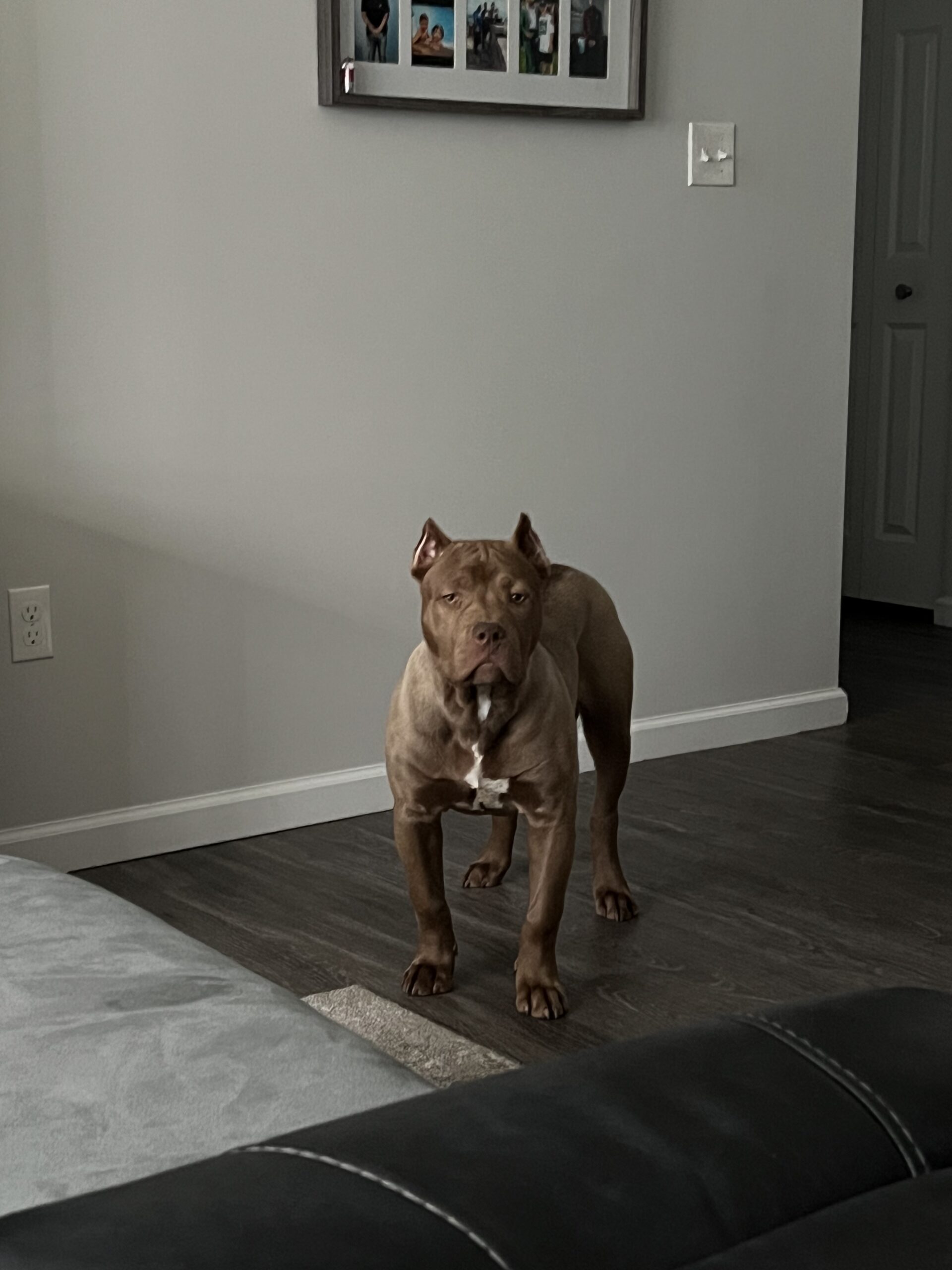 Dog Featured Image