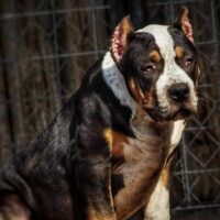 PPK’S Beaux