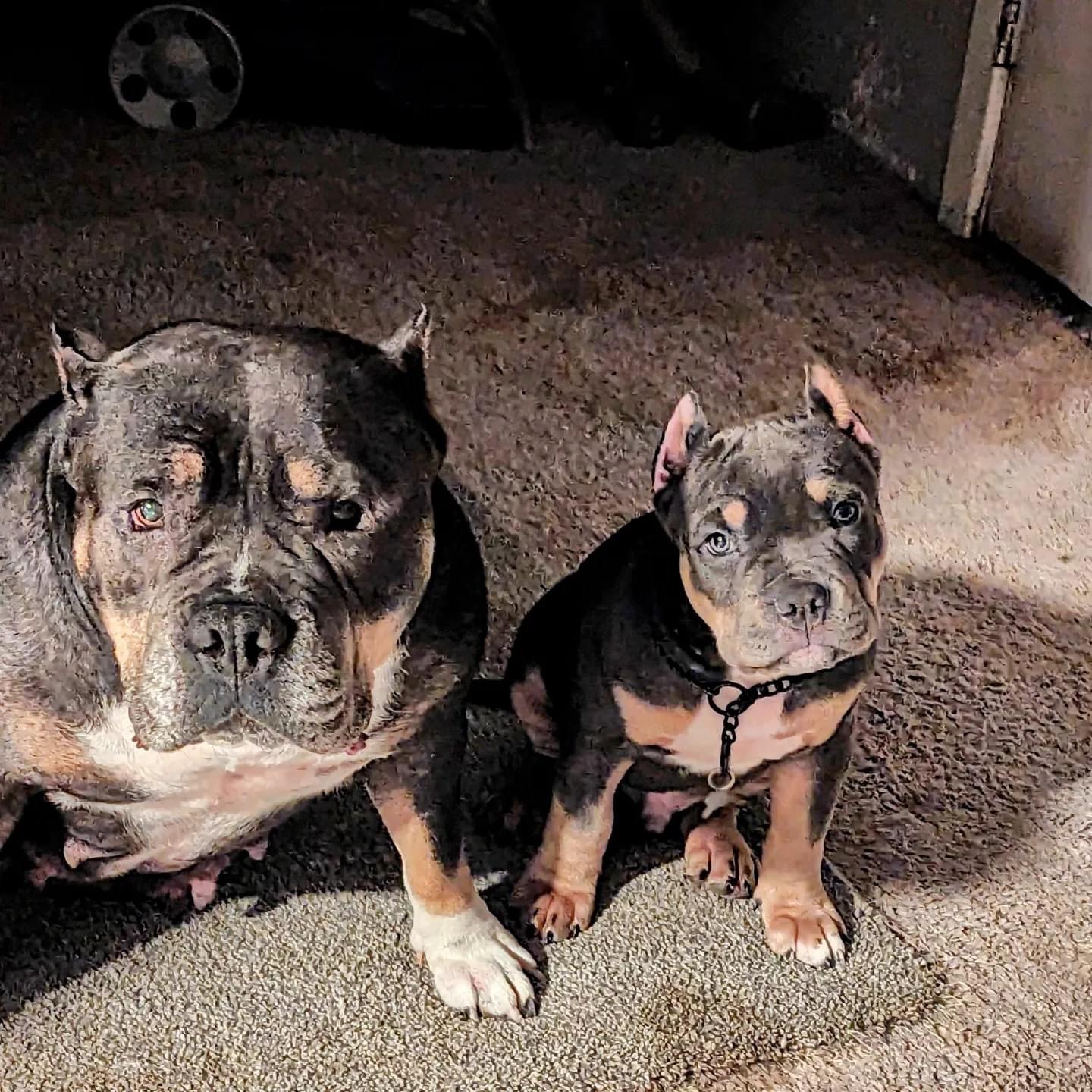 Dog Featured Image
