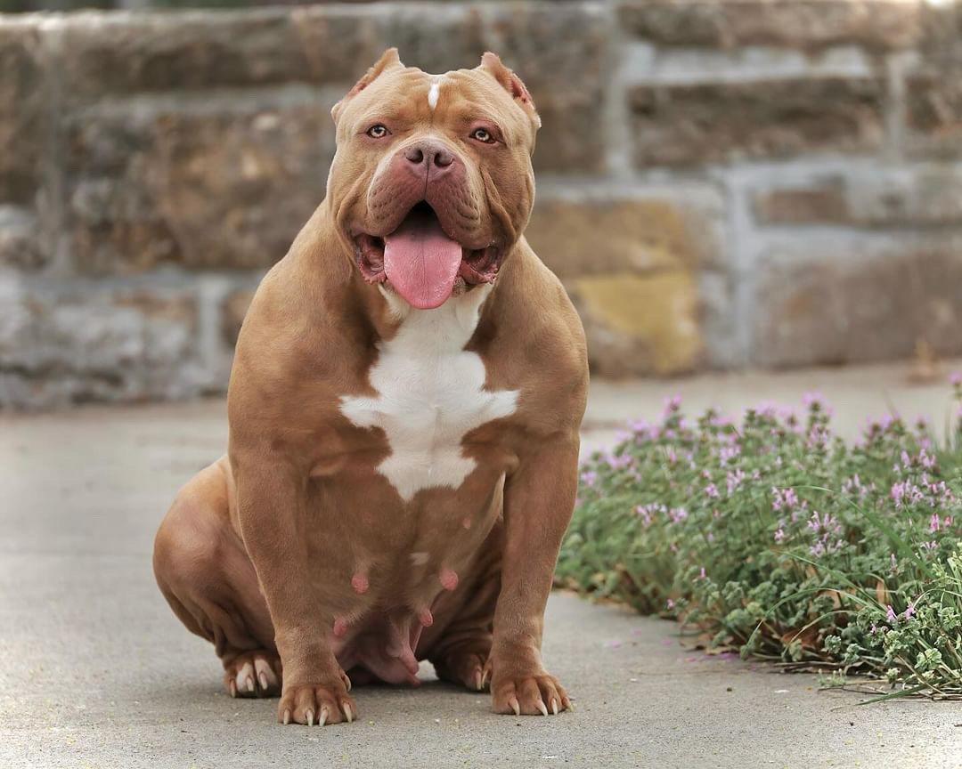 Dog Featured Image