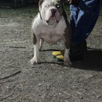LevelupKennels India