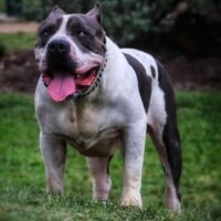 Incredibullz Richie Rich