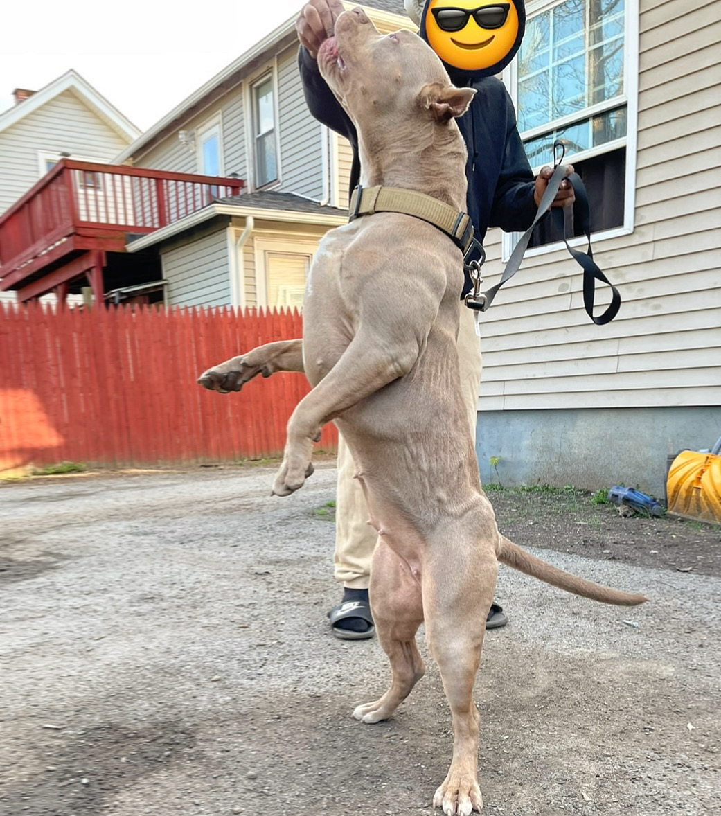 Dog Featured Image