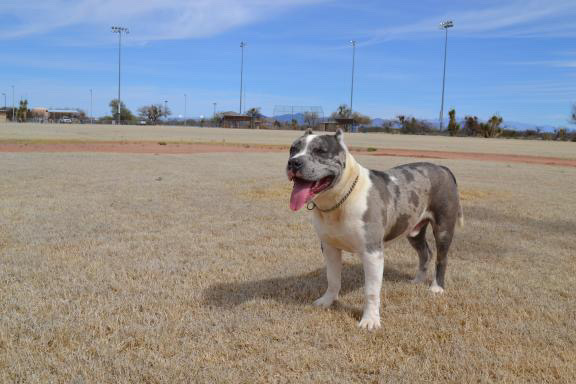 Dog Featured Image